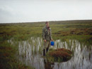 Hjortron plockning